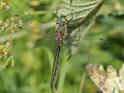 Somatochlora flavomaculata (Yellow-spotted Emerald) male 5.JPG